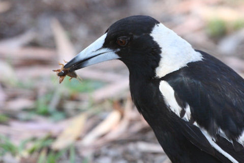 Australian Magpie (Cracticus tibicen)